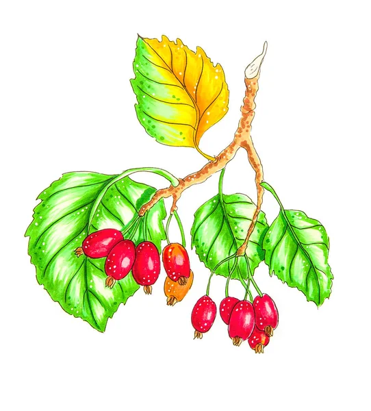 Beyaz elle çizilmiş illüstrasyon izole yaprakları ile hawberry şube — Stok fotoğraf