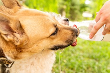 iki içme suyu dışında plastik şişe parkta köpekler