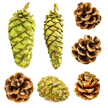 Beyaz arka plan üzerinde izole çeşitli çam kozalakları kümesi