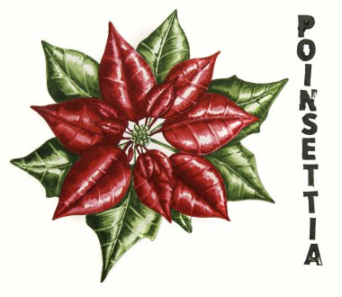 Noel Yılbaşı çiçeği beyaz arka plan üzerinde Poinsetia izole harflerle el çizilen illüstrasyon