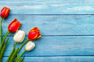 beyaz ve kırmızı lale buketi mavi ahşap plakalar arka planda, kopya alanı, üstten görünüm