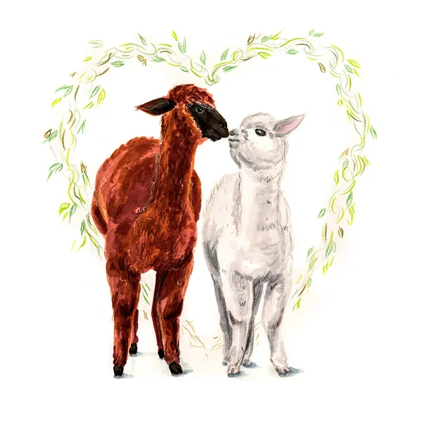 Dos lamas besándose con un corazón izquierdo detrás aislado sobre fondo blanco ilustración dibujada a mano — Foto de Stock