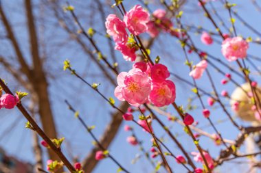 Güzel kiraz çiçeği sakura ilkbahar zamanı mavi gökyüzünde