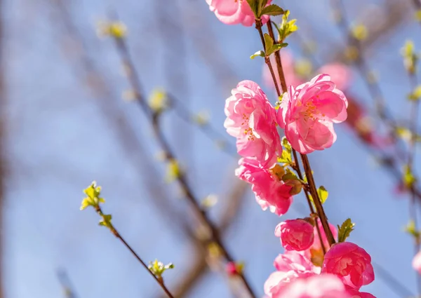 Beautiful cherry blossom sakura in spring time over blue sky — Stock Photo, Image