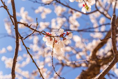 Bahar zaman içinde mavi gökyüzü güzel vişne veya elma çiçeği
