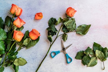 Portakal gül demet kesme için hazır