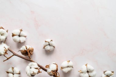 Beyaz mermer arka plan düz pamuk çiçekler üst görünümü yatıyordu