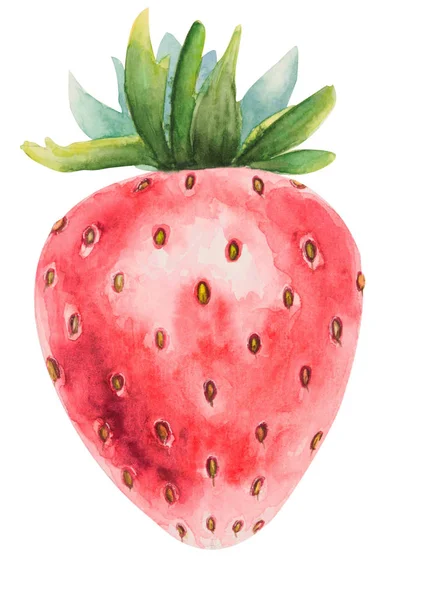 Hand drawn watercolor illustration of ripe strawberry isolated on white background with clipping path — Stock Photo, Image