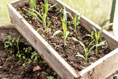 Sera içinde tohumlama için hazır küçük yeşil lahanası ile ahşap kutu
