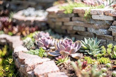 güneşli bir günde bahçede Echeveria mı sulu meyveler