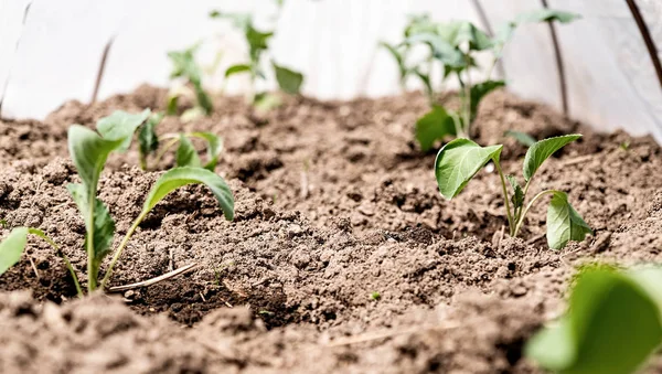 Plantas frescas de batata verde em uma fileira na fazenda na estufa — Fotografia de Stock