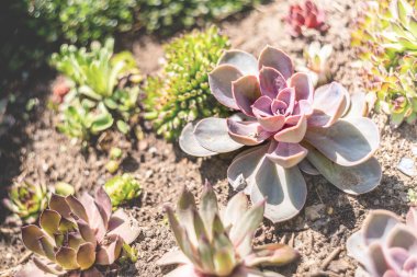 güneşli bir günde bahçede Echeveria mı sulu meyveler