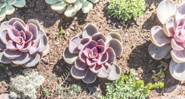 bir çizgi de güneşli bir günde bahçede echeveria sulu