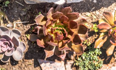 Güneşli bir gün üst görünümünde bahçede yeşil ve kahverengi echeveria sulu