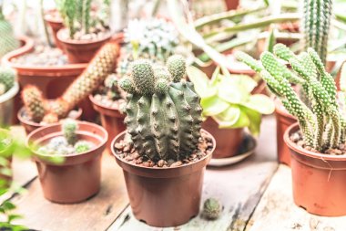 Kaktüsler bir serada tencere büyüyen