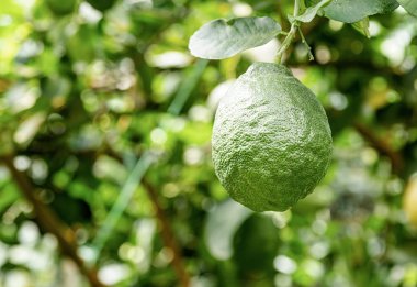 tropikal iklimde limon ağacı üzerinde limon olgunlaşma