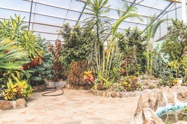 Güneş ışığında kapalı tropikal bitki ve çiçek ile Botanik bahçe sera