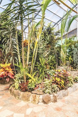 Güneş ışığında kapalı tropikal bitki ve çiçek ile Botanik bahçesi