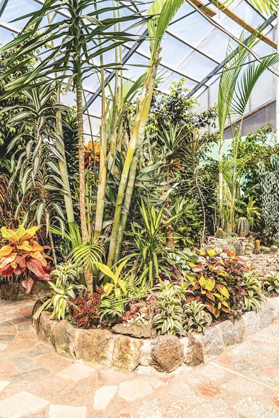 Güneş ışığında kapalı tropikal bitki ve çiçek ile Botanik bahçesi