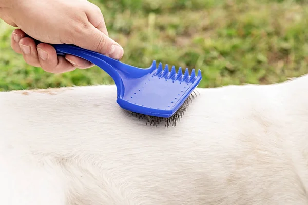Man hand brushing a dog with long fur — Stock Photo, Image