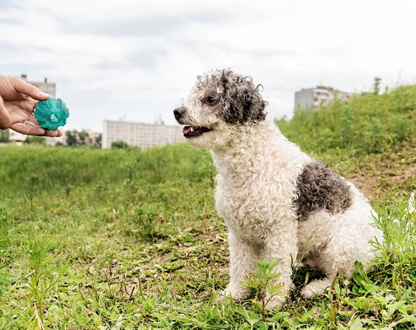 夏の日に公園でボールを見てビチョンフライミックスブリード犬 — ストック写真