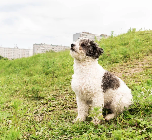 夏の日に公園の草の中に座って混合品種犬のビチョンフライ — ストック写真