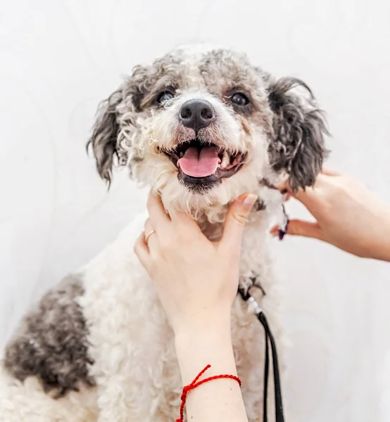 Schattige witte en zwarte Bichon Frise hond wordt verzorgd door professionele groomer — Stockfoto