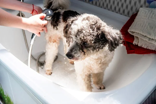 Bichon frise mixed breed dog being washed by the groomer in pet salon