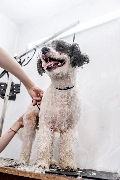Roztomilý bílý a černý Bichon Frise pes, rozkveten profesionálním groomerem — Stock fotografie