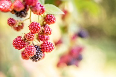 güneşli bir günde doğal yaprakları arka plan üzerinde çalı üzerinde olgun ve olgunlaşmamış böğürtlen