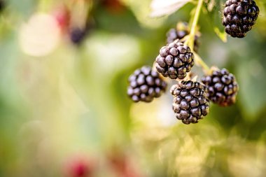 doğal yaprakları arka plan üzerinde çalı üzerinde olgun böğürtlen