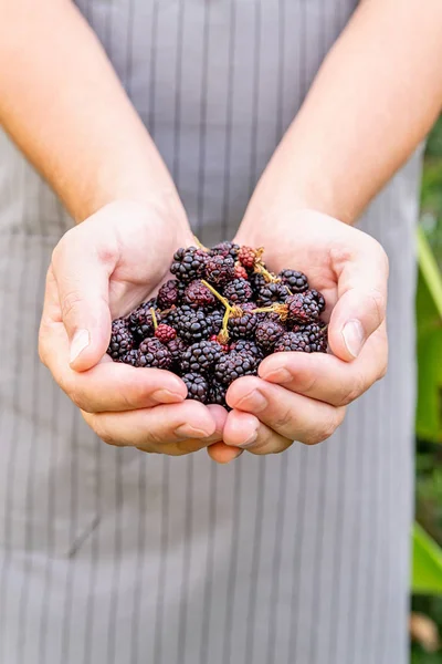 Farmer hands with freshly harvested blackberries on nature background — Stock Photo, Image