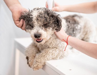 Bichon frise köpek damat saçlarını kestirme