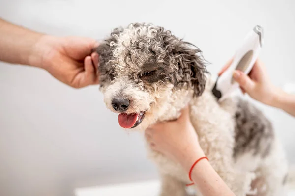 Bichon Frise pes si ostříhat vlasy na strojkem — Stock fotografie