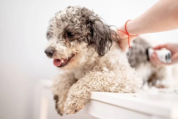 Bichon frise cane ottenere il suo taglio di capelli al toelettatore — Foto Stock