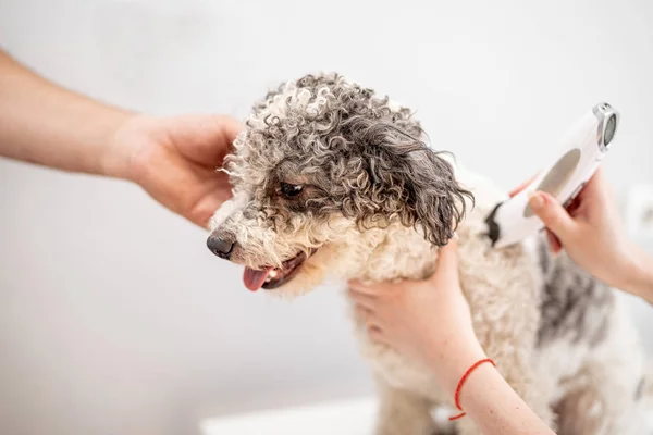 Bichon Frise pies coraz jego włosy cięcie w The Groomer — Zdjęcie stockowe