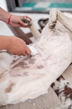 karışık cins çoban köpek yerde yatan damat saç kesim alma