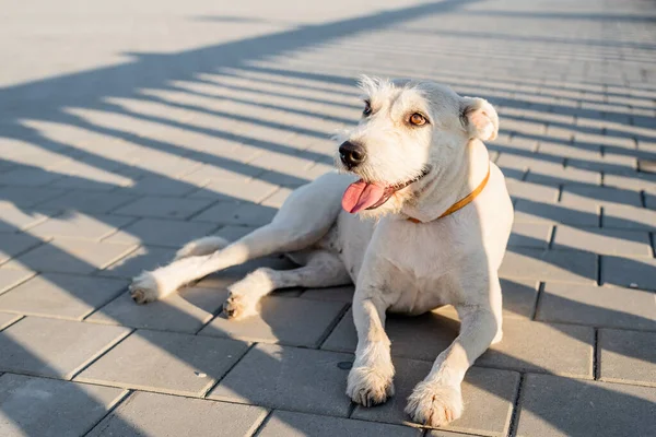 Pet adoption. Pet care. Cute mixed breed dog waiting for her owner in the park in sunny day