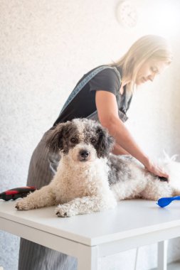 Hayvan bakımı. Sarışın bir kadın evde kızarmış bir bichon köpeğini tımar ediyor. Seçici odak