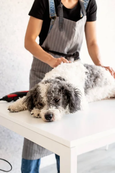 Cura Degli Animali Giovane Donna Che Pulisce Bichon Frise Dog — Foto Stock