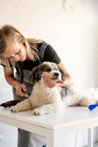 Sällskapsdjur Vård Blond Kvinna Som Lagar Bichon Frise Dog Hemma — Stockfoto