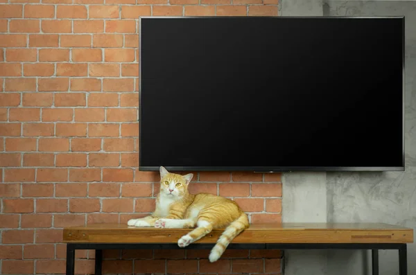 Gato sentado na mesa de madeira com Led TV na parede de tijolo vermelho Imagens De Bancos De Imagens