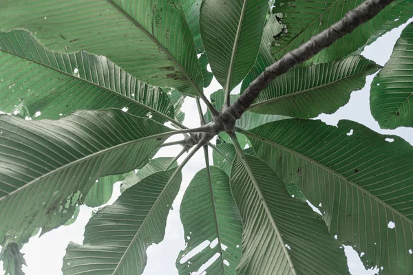 Tropische gebladerte plant Vintage kleur Bright achtergrond Stockfoto