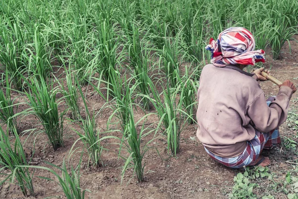 Oude man boer zitten in de buurt van jonge rijst in rijstveld Rechtenvrije Stockfoto's