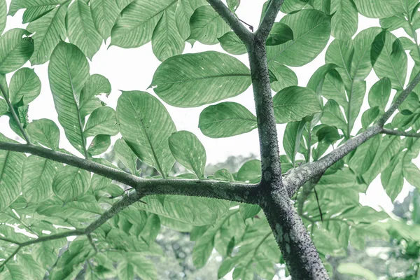 Tropische gebladerte plant Vintage kleur Bright achtergrond Stockafbeelding