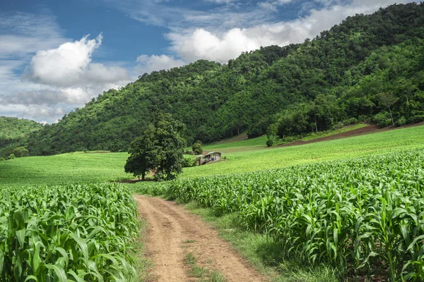 Caminhos do solo flanqueados pelo campo de milho verde em crescimento na colina Fotos De Bancos De Imagens