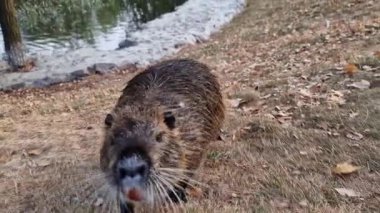 Besin sulak alanlarda gezinirken onu takip et, çevresini keşfet ve bir tedavi bekle.. 