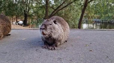 Besin maddesi nehir kıyısını nasıl araştırıyor, otları ve toprağı yiyecek için kokluyor..