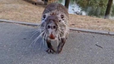 Kıyı şeridini keşfeden, etrafı koklayan ve ödül bekleyen hindistancevizlerine dikkat edin.. 