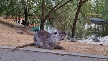 Besin sulak alanlarda gezinirken onu takip et, çevresini keşfet ve bir tedavi bekle.. 